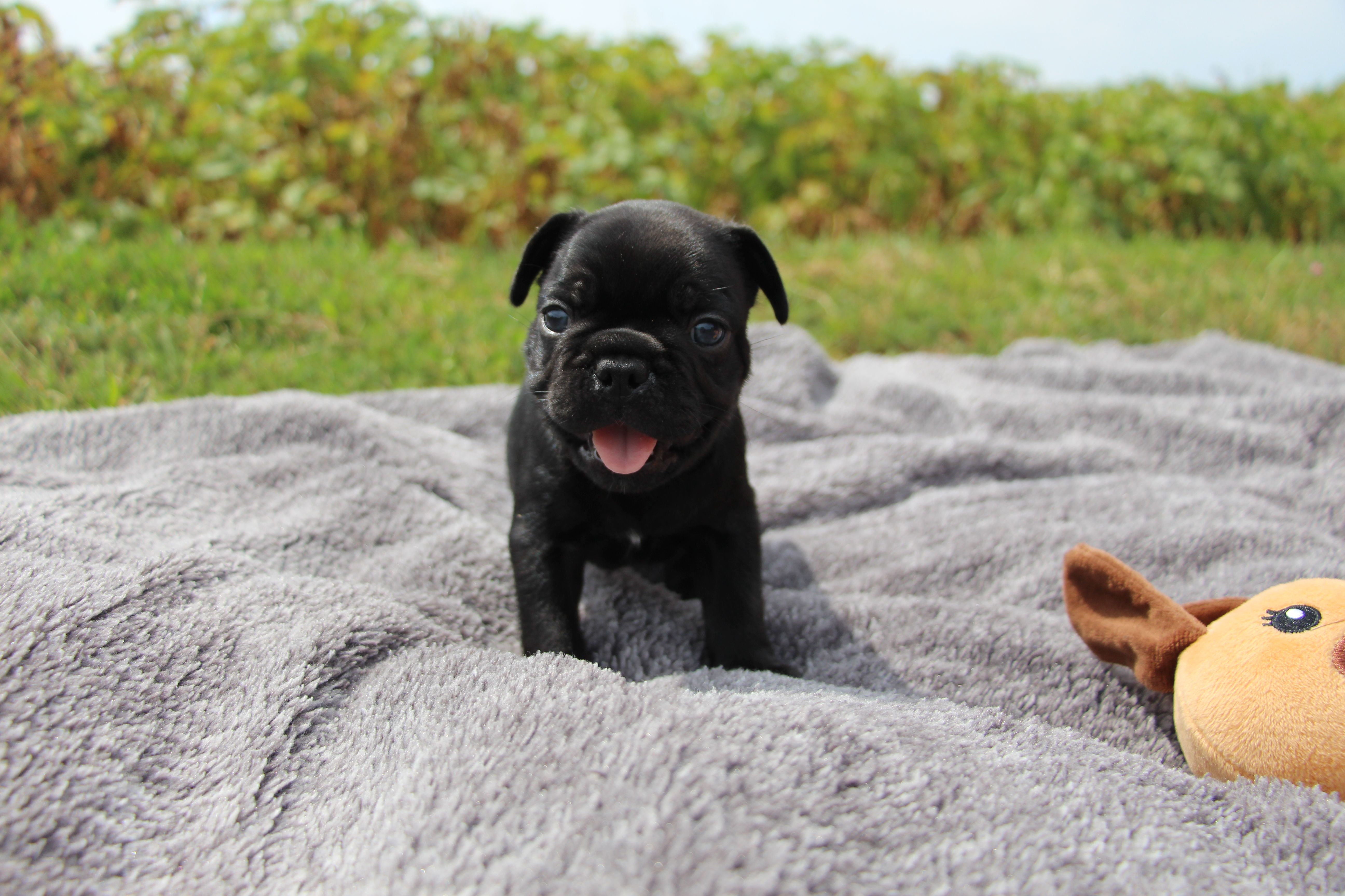 <svg class='green'></svg> <b>Mr.Sirius Black</b> <svg class='green'></svg>